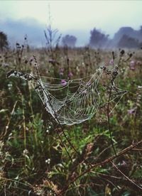 Close-up of spider on web against sky