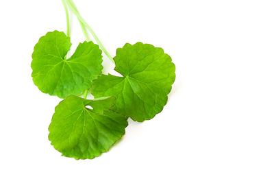 Close-up of fresh green leaf against white background