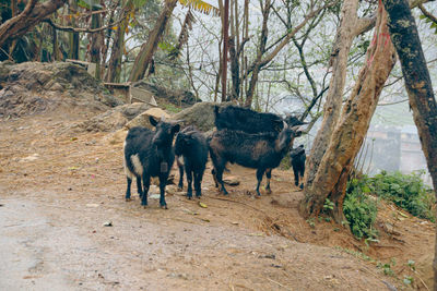 Goats on field