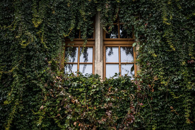 Plants and trees in park