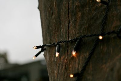 Close-up of lizard on tree trunk against sky