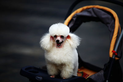 Close-up of cute dog in pram