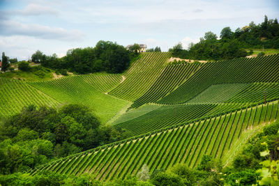 Scenic view of agricultural field against sky