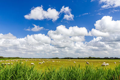 Scenic view of agricultural field against cloudy sky