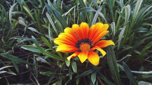 Close-up of yellow flower in field