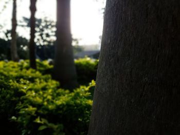 Close-up of tree