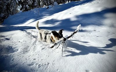 Dog running on snow covered landscape