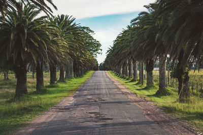 Road amidst palm trees against sky