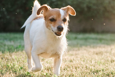 Portrait of dog on field