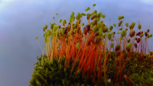 Close-up of plants against sky