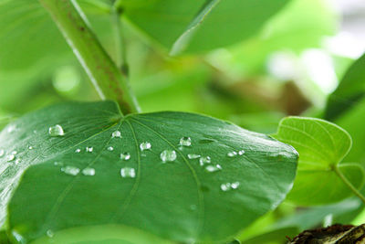 Close-up of raindrops on leaves