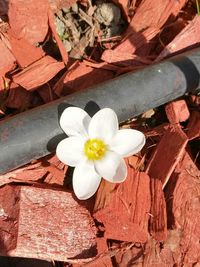 Close-up of white flower