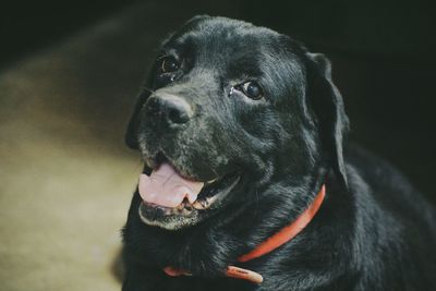 Close-up of dog looking away