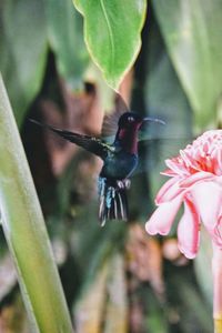 Close-up of insect on flower