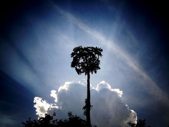 Low angle view of silhouette coconut palm tree against sky