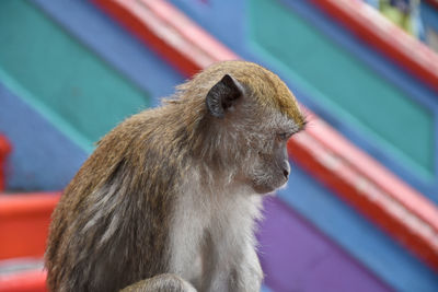 Close-up of an looking away