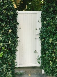 Ivy growing on wall