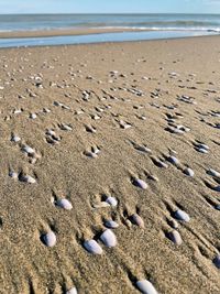 High angle view of shells on beach