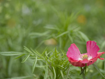 Close-up of pink flowering plant