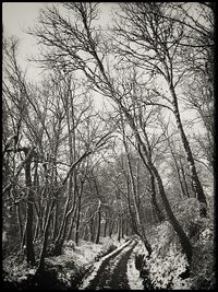 Bare trees in forest during winter