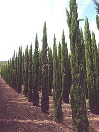 Panoramic shot of trees on field against sky