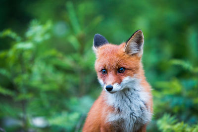 Close-up portrait of fox