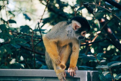 Monkey sitting in forest