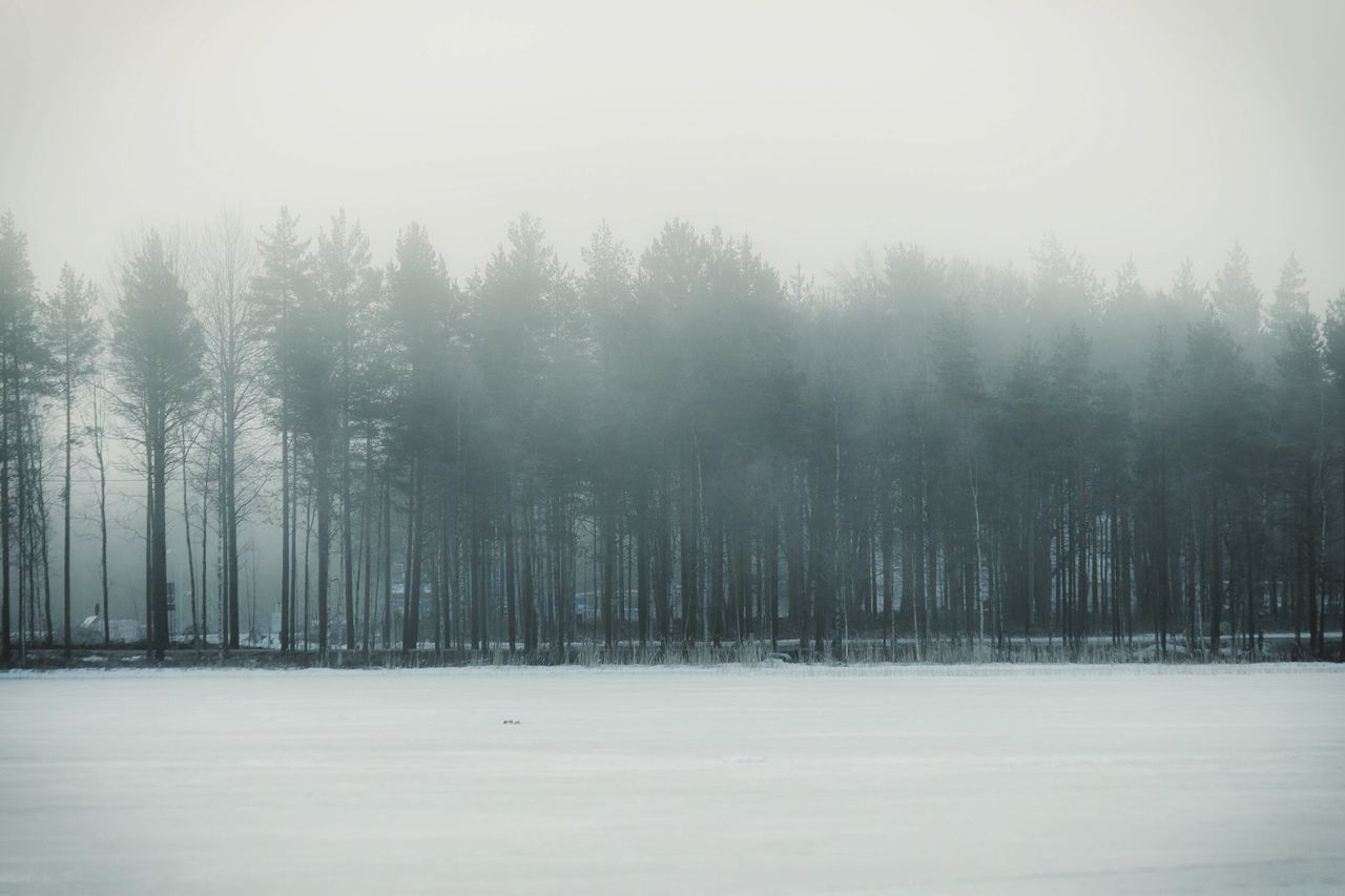 tree, nature, snow, cold temperature, winter, tranquility, forest, landscape, no people, growth, day, beauty in nature, tranquil scene, outdoors, scenics, sky, snowing