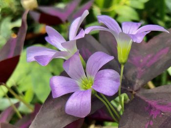 Close-up of purple flowering plant