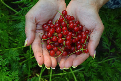 Close-up of hand holding fruit