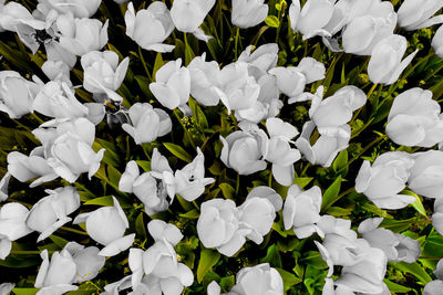 Full frame shot of white flowering plants