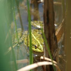 Close-up of frog in water