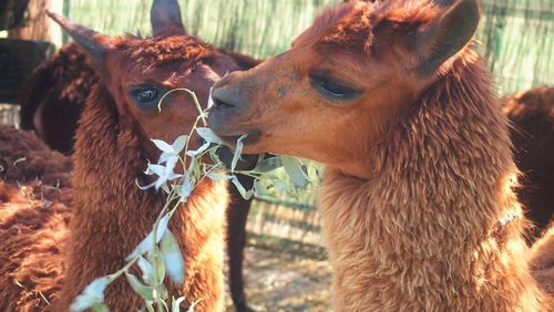 View of llamas eating leaves