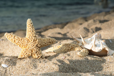 Close-up of shells on sand at beach