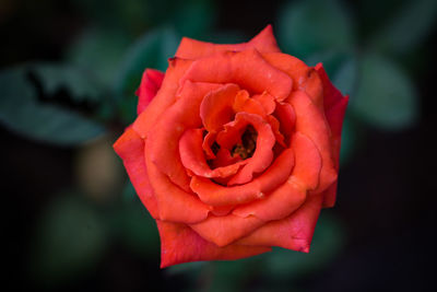 Close-up of red rose