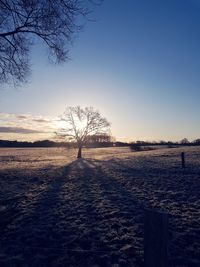Bare tree on field against clear sky during sunset