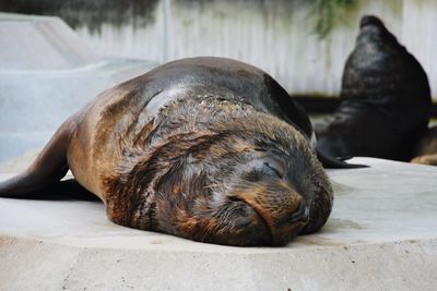Close-up of pig sleeping outdoors