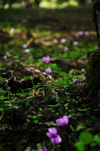 Close-up of purple crocus flowers on field