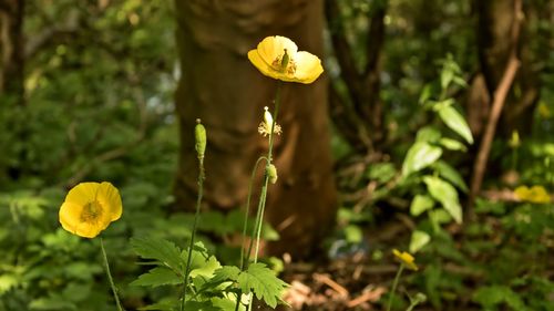 Close-up of yellow flower blooming outdoors