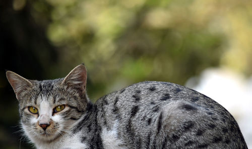 Close-up portrait of cat