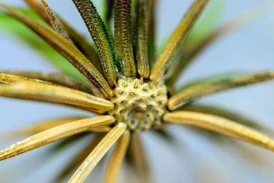 Close-up view of a textured dandelion seed, macro