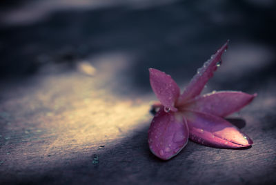 Close-up of frangipani on flower