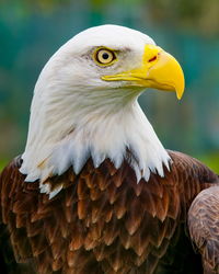 Close-up of hawk against blurred background