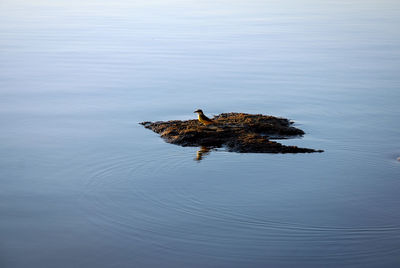 High angle view of bird swimming in lake