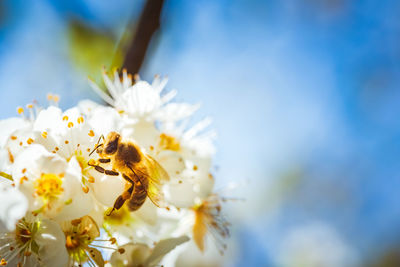 Close-up of bee pollinating flower