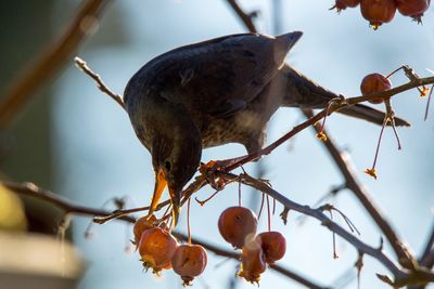 Close-up of bird perching on branch