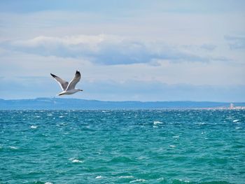 Bird flying over sea against sky