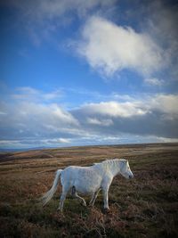 View of horse on field against sky