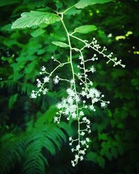 Close-up of plants against blurred background