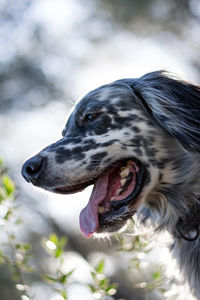 Close-up of dog looking away in forest